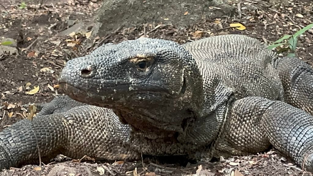 Close-up of a Komodo dragon on Komodo Island