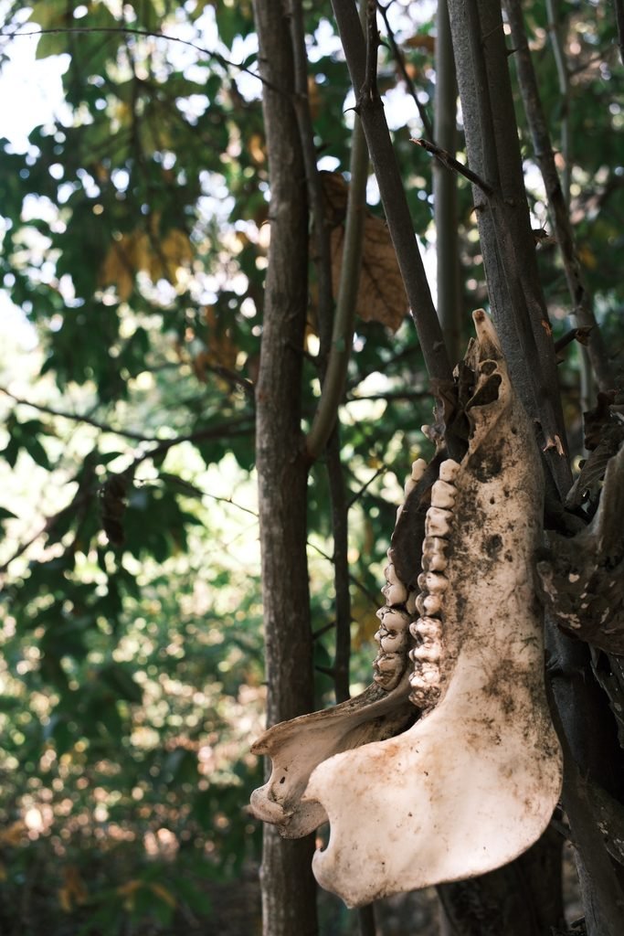 Animal bones hanging from a tree on Komodo Island