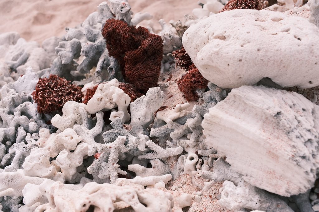Red coral fragments at Pink Beach in Komodo National Park